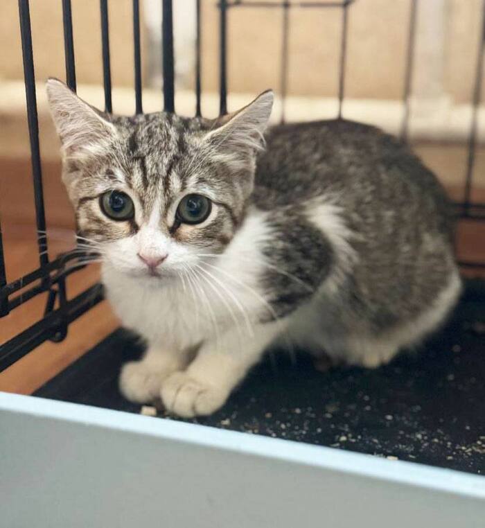 Котенок Марсик хочет домой! Два месяца заточения...