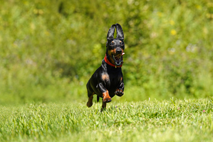 Их бин счастлив