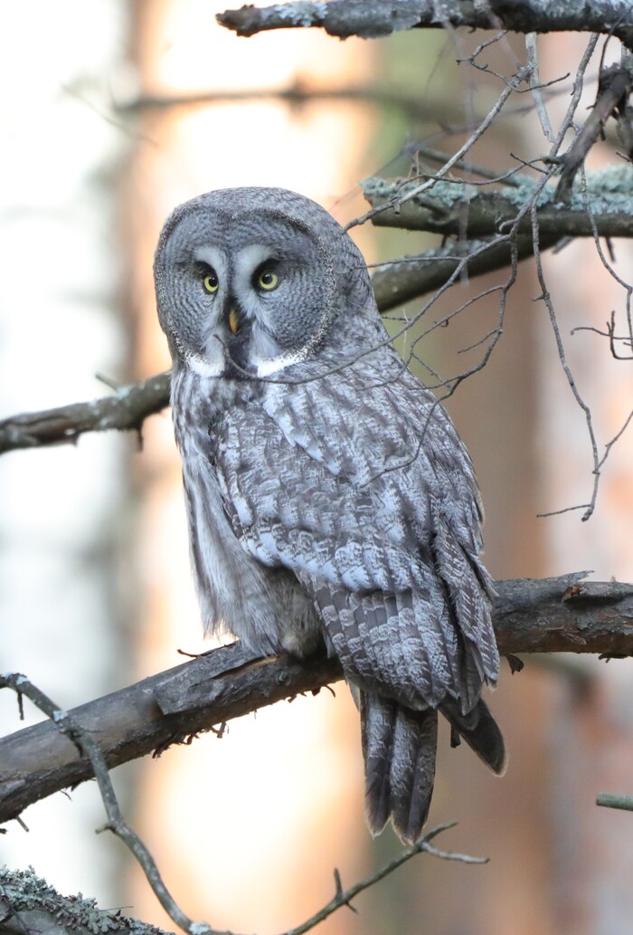 Красавчик. Пойду совешник строить, что ли