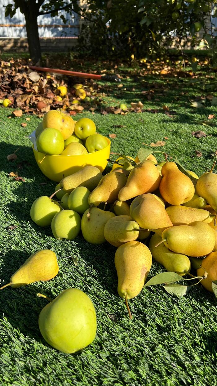 Осенние дары