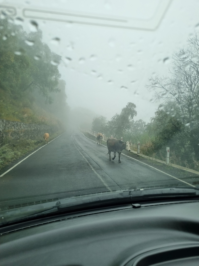 По дороге к церкви гуляют хинкалии...