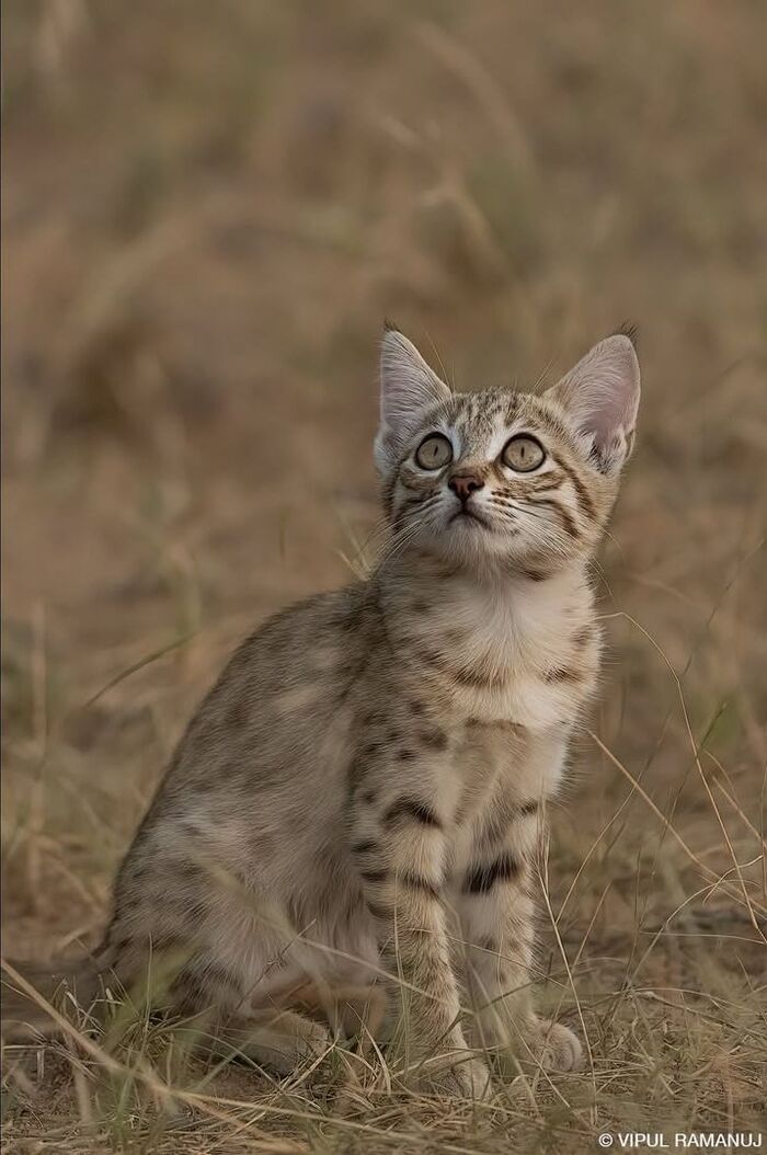 Птичку заметил