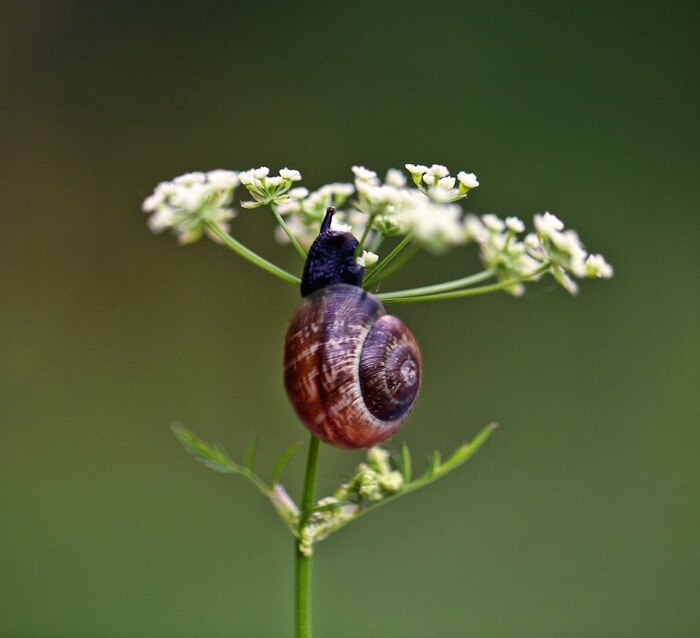 Улитка(макро)
