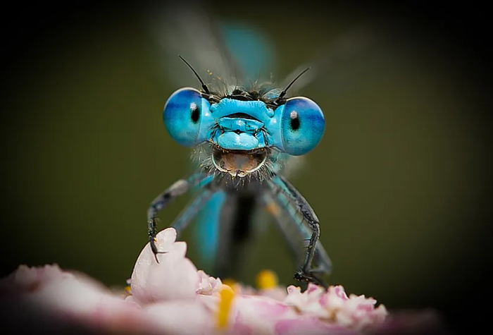   .       Comedy Wildlife Photography Awards  2021 .      " !".