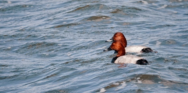 Это мужики, скорее всего братья. Дамочки раскрашены скромнее, как всегда у птиц.