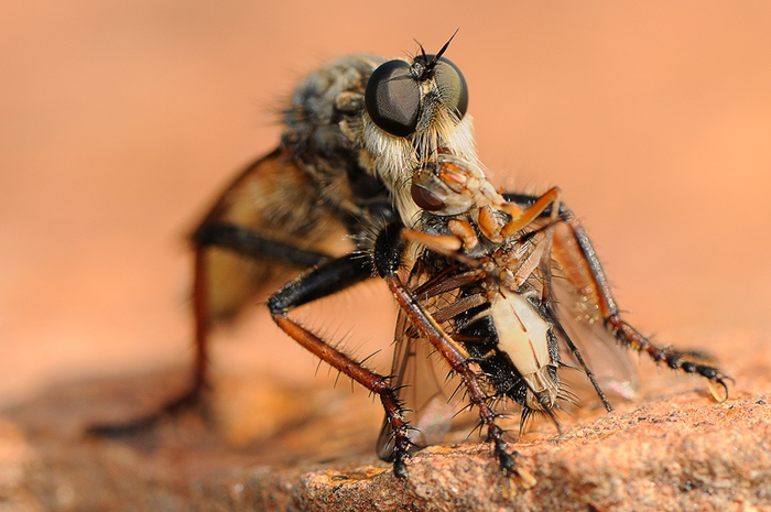 Сколько можно говорить, твоя борода колется! Побрейся уже наконец!