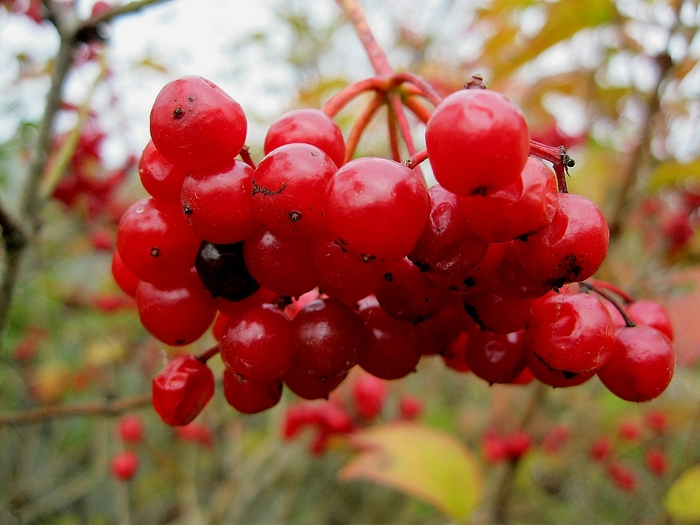 Калина и ягодная яблоня