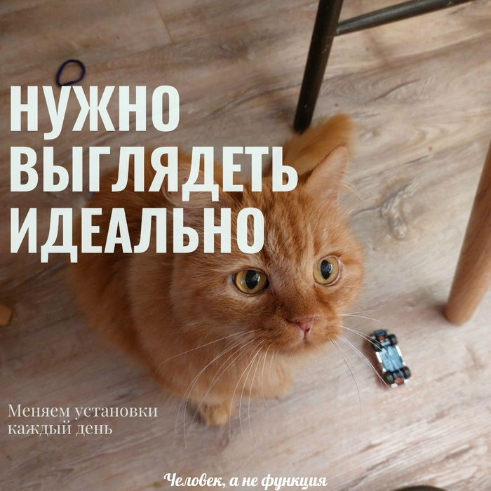 Только котики идеальны!