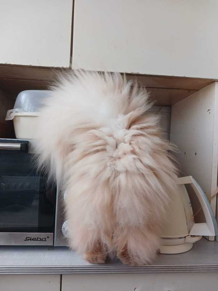 Пушистая жопка