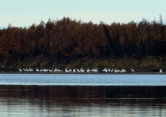 Фото министра экологии РС (Я) Евгения Перфильева, река Алдан, 27 сентября 2025 г.