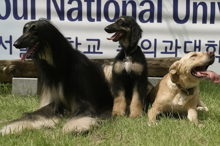 Слева — донор клеток, в середине — Снуппи, а справа — его суррогатная мать-лабрадор.