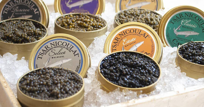 Икра белого осётра очень ценится. Как и икра всех осётрообразных.