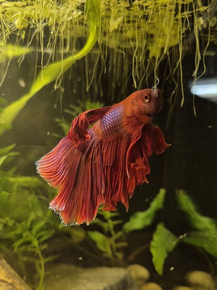 Бойцовая рыбка (петушок)
