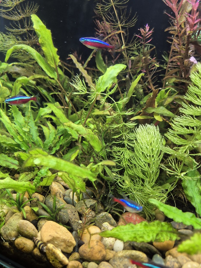 Мой аквариум