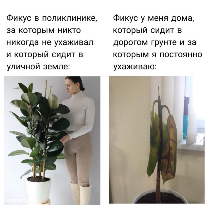 Еще одна боль цветоводов