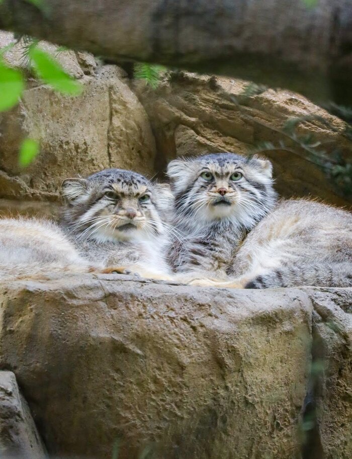  <!--noindex--><a href="https://pikabu.ru/story/vechnaya_lyubov_13238518?u=https%3A%2F%2Fx.com%2Fsuna_manuru%2Fstatus%2F1972873457928204676%2Fphoto%2F1&t=https%3A%2F%2Fx.com%2Fsuna_manuru%2Fstatus%2F1972873457928204676%2Fphoto%2F1&h=b6b5cf27f449518b0ee9de8b119505fcd87aef40" title="https://x.com/suna_manuru/status/1972873457928204676/photo/1" target="_blank" rel="nofollow noopener">https://x.com/suna_manuru/status/1972873457928204676/photo/1</a><!--/noindex-->