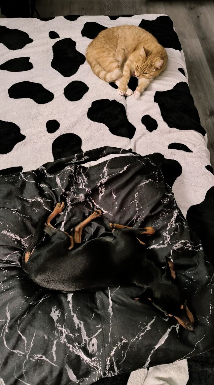 Каждому по заслугам, кто красивый и может продолжать спать утром, а кто человек и должен идти на работу.