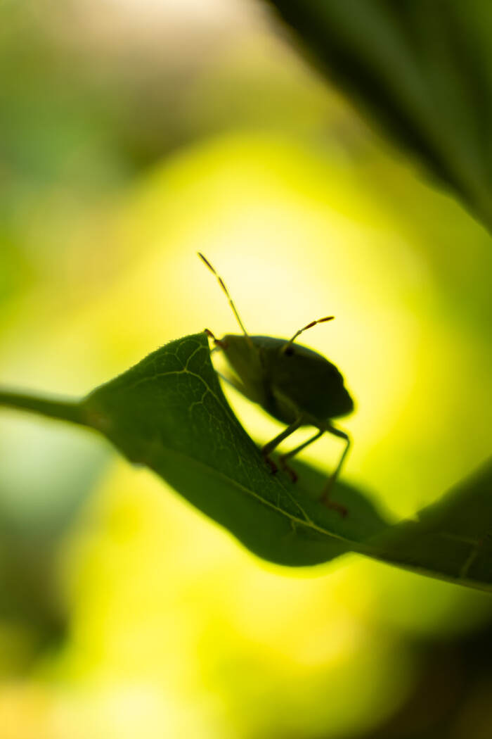 Ушел в закат