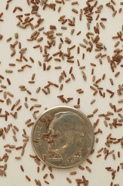  .    pinterest. com.