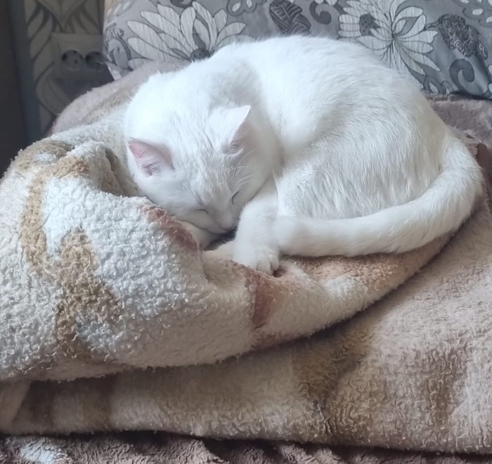 Warm kitty, soft kitty...