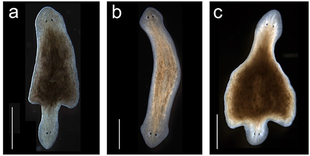 С помощью электрического тока плоского червя можно «убедить» отрастить голову на месте раны. Как вы видите, обе головы очень удивлены таким казусом.