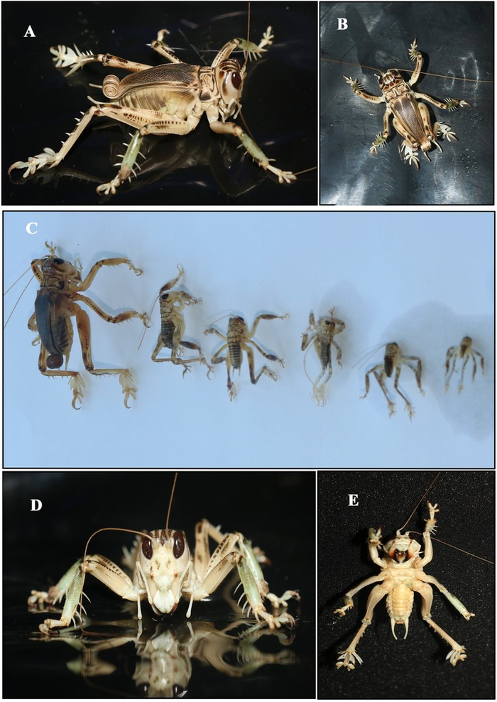 По центру вы видите взрослую особь и личинок на разных стадиях развития. Так как прямокрылые — насекомые с неполным метаморфозом, их личинки очень похожи на взрослых, а стадия куколки отсутствует.