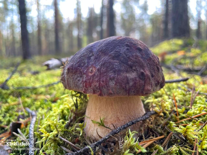Грибник: Андрей Панкратов (Карелия, Олонецкий район)