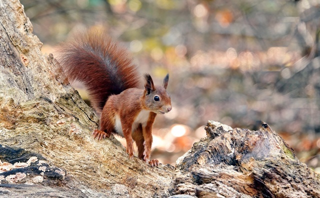 Вчера встретилась такая красавица.