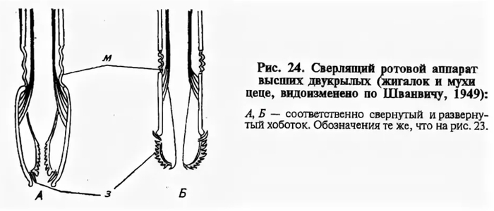 Вот этим муха бурит кожу, чтобы добыть кровь. Живите теперь с этим!