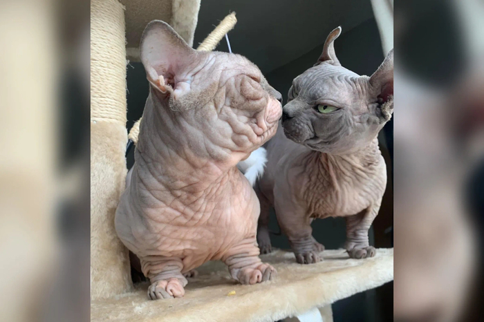 Даже заниженные котики могут проявлять высокие чувства!