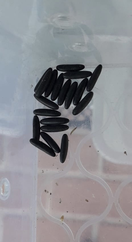 Яички дыбки выглядят вот так. Вы, кстати, можете их купить по цене в 1500 рублей за штуку. Без учёта доставки.