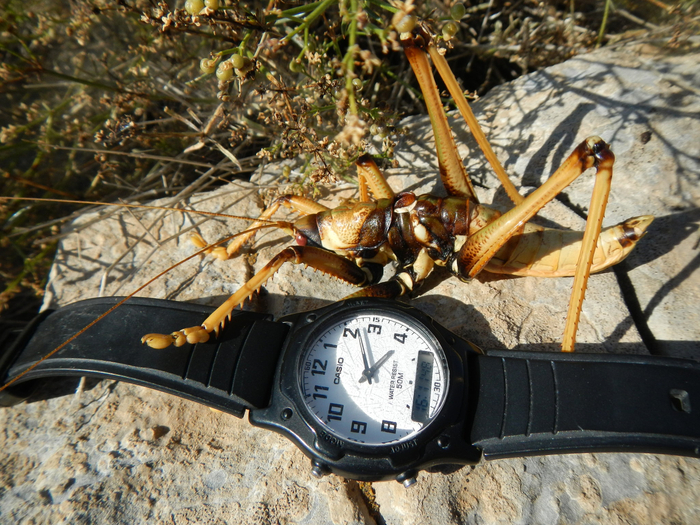 — Мистер дыбка, сколько время? — Ещё не время вымирать!