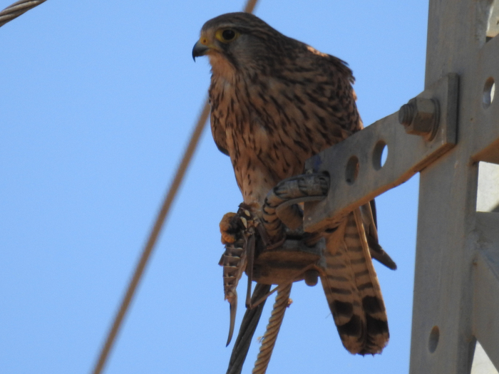 Дыбки настолько крупные насекомые, что привлекают внимание даже серьёзных хищных птиц!