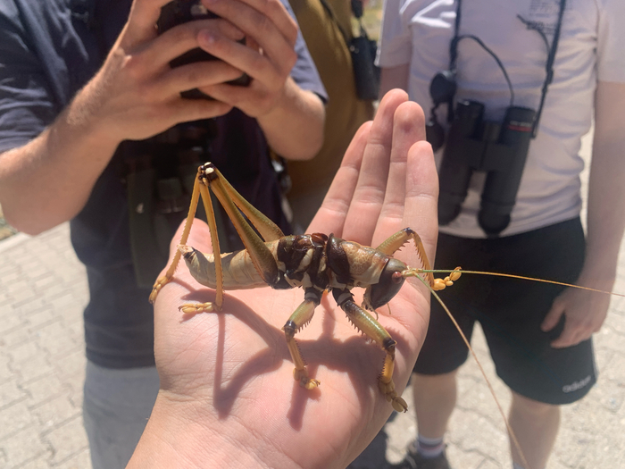 Совсем не как огуречик!