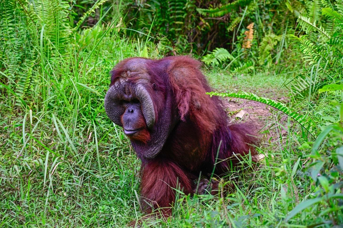 Идёт с мужиками обсуждать мясо, баню и корбюратор.