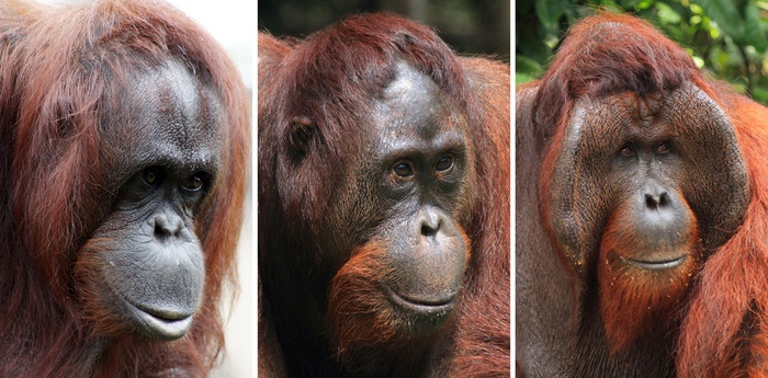 Слева направо: самка, женоподобный самец, самец-альфач.