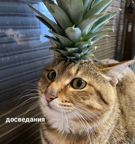 Человек-ананас