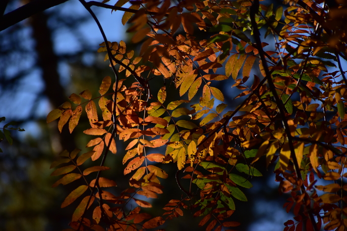 Последняя листва