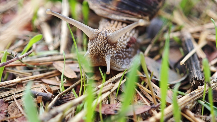 Маленький исследователь в зелёном мире