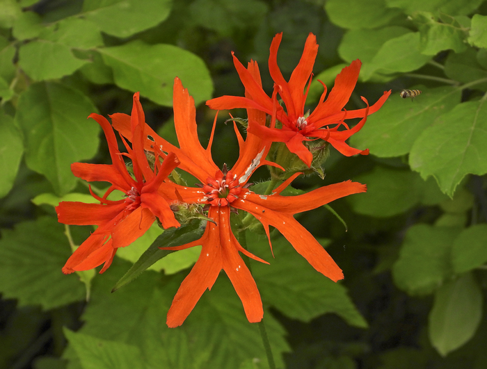    (Lychnis fulgens). ,  .  . .