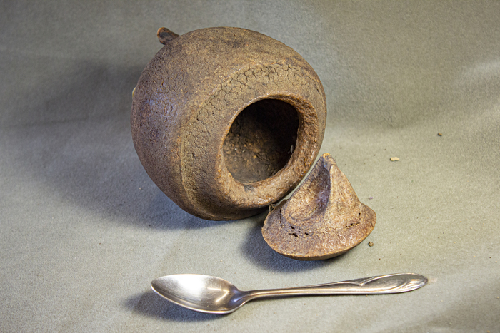 Плод горшечника урновидного. Из фондов Ботанического музея БИН РАН.