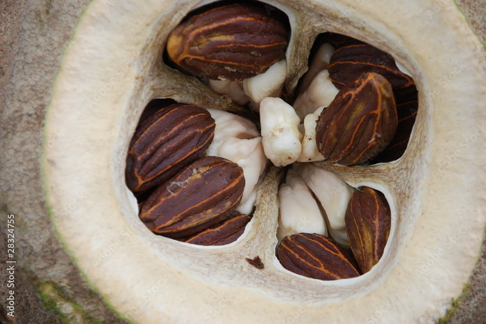 Открытый плод Lecythis pisonis, видны семена с питательными выростами.