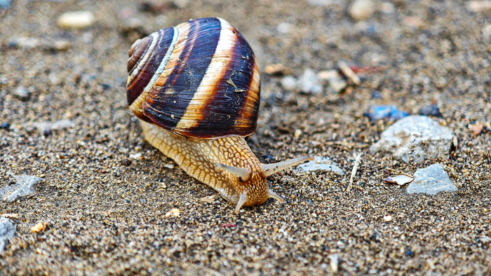 Он не спешит. Он знает, куда идёт