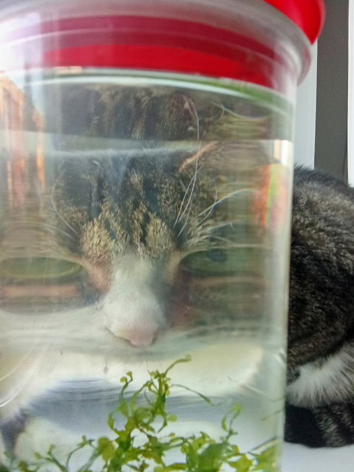 Кот смотрит рыбов