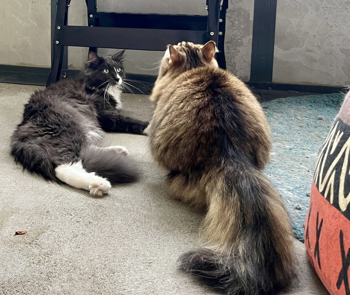 Грей и Тошка