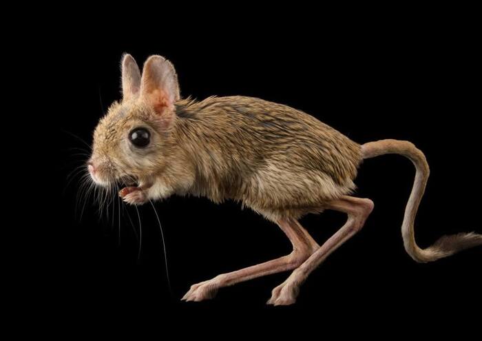 Вот вам тушканчик