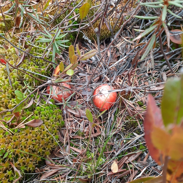 .        .  (),        .