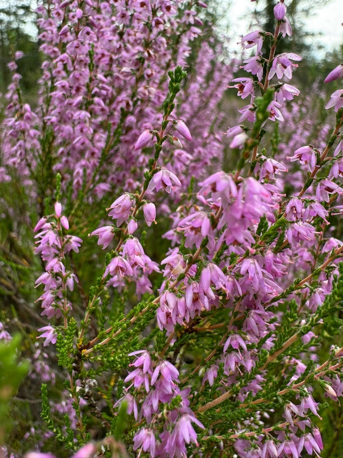 Фото: Полярная крачка.