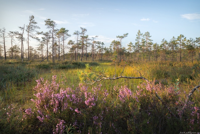 Цветущий вереск на болоте, Ленинградская область. Фото А. Кашкарова.