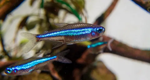 Зеленый неон, или неон-симулянт